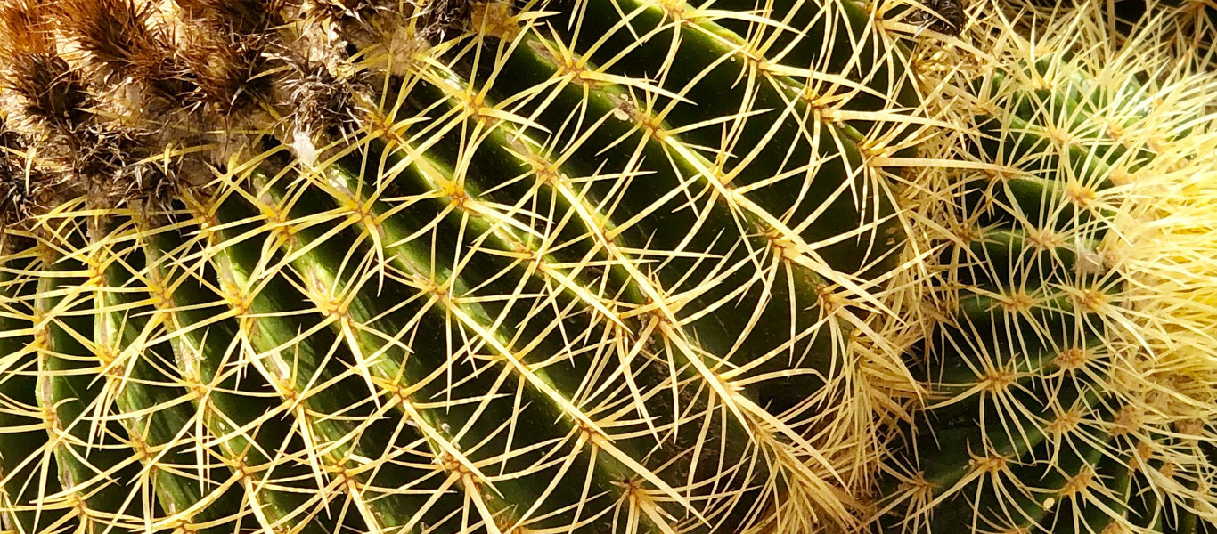 CACTUS ET AGAVES VIVEROS LUCENA SL