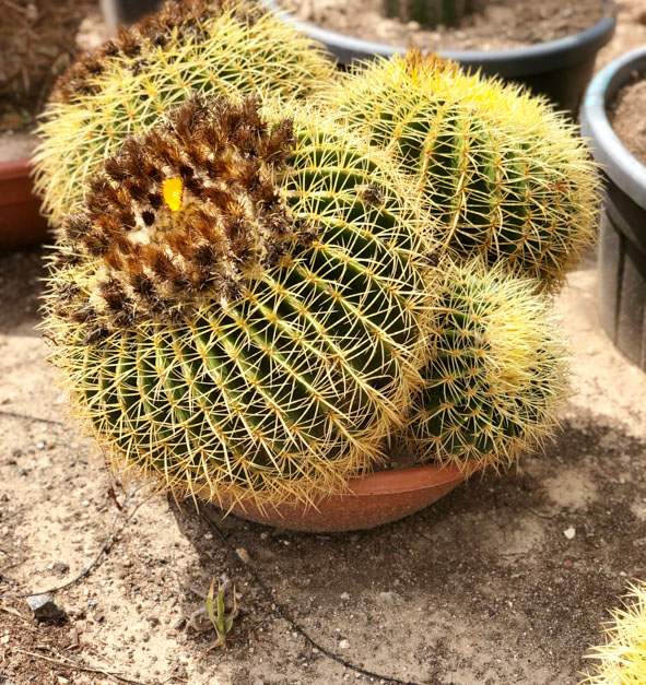 CACTUS ET AGAVES VIVEROS LUCENA SL