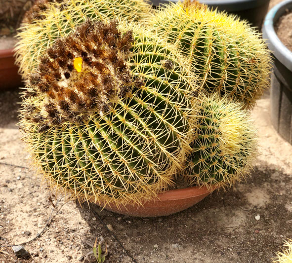 CACTUS ET AGAVES VIVEROS LUCENA SL