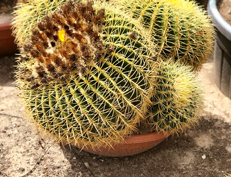 CACTUS ET AGAVES VIVEROS LUCENA SL
