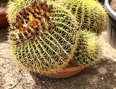 CACTUS ET AGAVES VIVEROS LUCENA SL