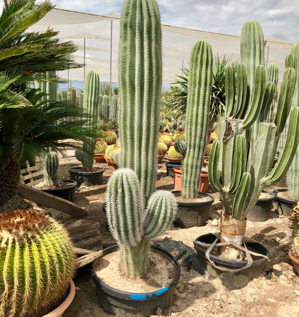 CACTUS ET AGAVES VIVEROS LUCENA SL