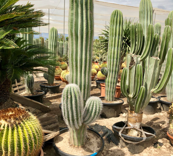 CACTUS ET AGAVES VIVEROS LUCENA SL