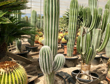 CACTUS ET AGAVES VIVEROS LUCENA SL