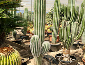 CACTUS ET AGAVES VIVEROS LUCENA SL