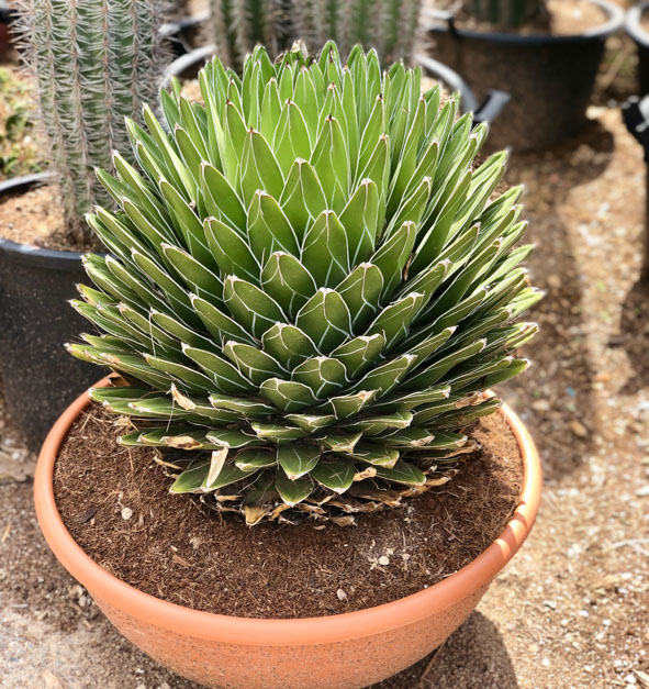 CACTUS ET AGAVES VIVEROS LUCENA SL