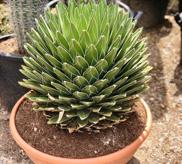 CACTUS ET AGAVES VIVEROS LUCENA SL