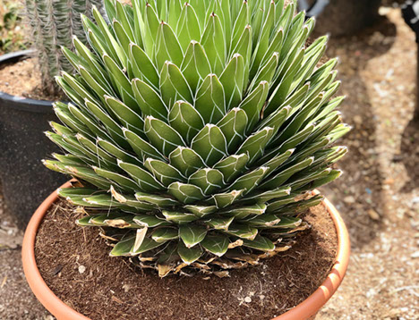 CACTUS ET AGAVES VIVEROS LUCENA SL