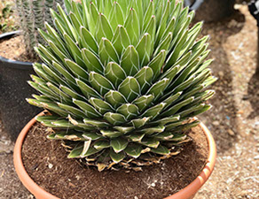 CACTUS ET AGAVES VIVEROS LUCENA SL