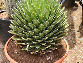 CACTUS ET AGAVES VIVEROS LUCENA SL