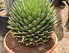 CACTUS ET AGAVES VIVEROS LUCENA SL