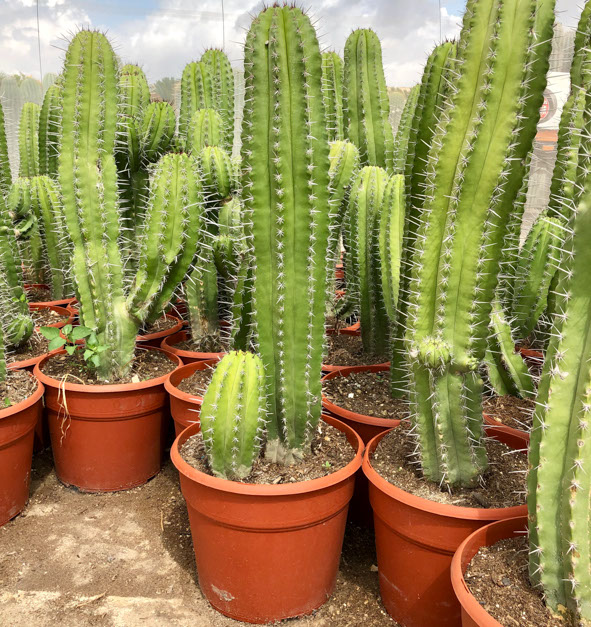 CACTUS ET AGAVES VIVEROS LUCENA SL