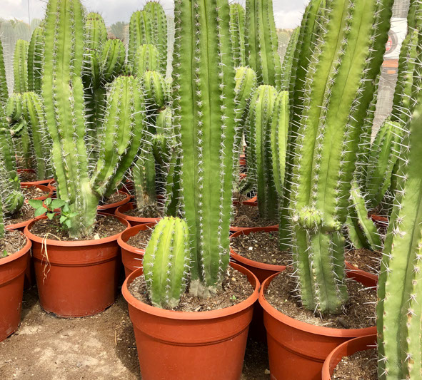 CACTUS ET AGAVES VIVEROS LUCENA SL