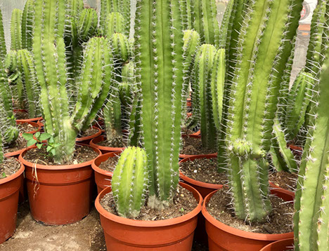 CACTUS ET AGAVES VIVEROS LUCENA SL