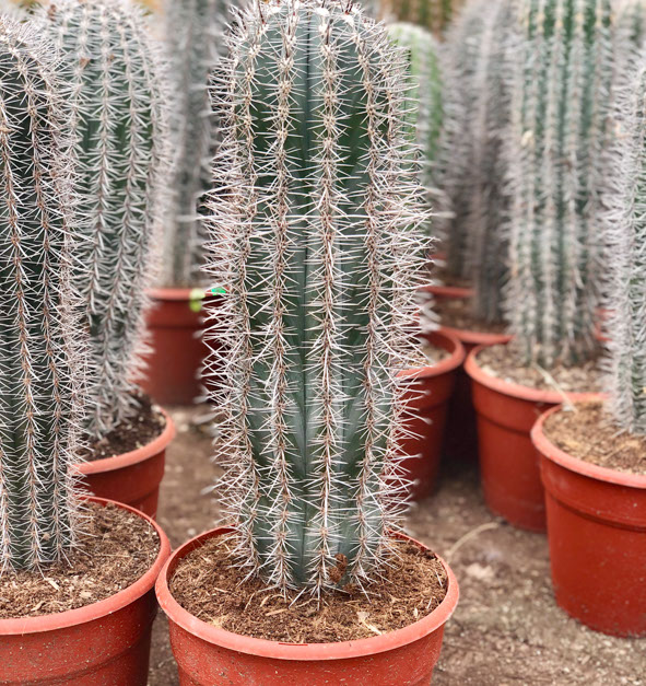 CACTUS ET AGAVES VIVEROS LUCENA SL