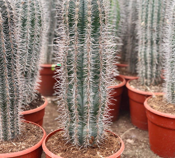 CACTUS ET AGAVES VIVEROS LUCENA SL