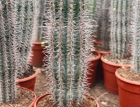 CACTUS ET AGAVES VIVEROS LUCENA SL