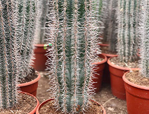 CACTUS ET AGAVES VIVEROS LUCENA SL