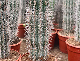 CACTUS ET AGAVES VIVEROS LUCENA SL