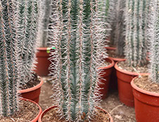 CACTUS ET AGAVES VIVEROS LUCENA SL