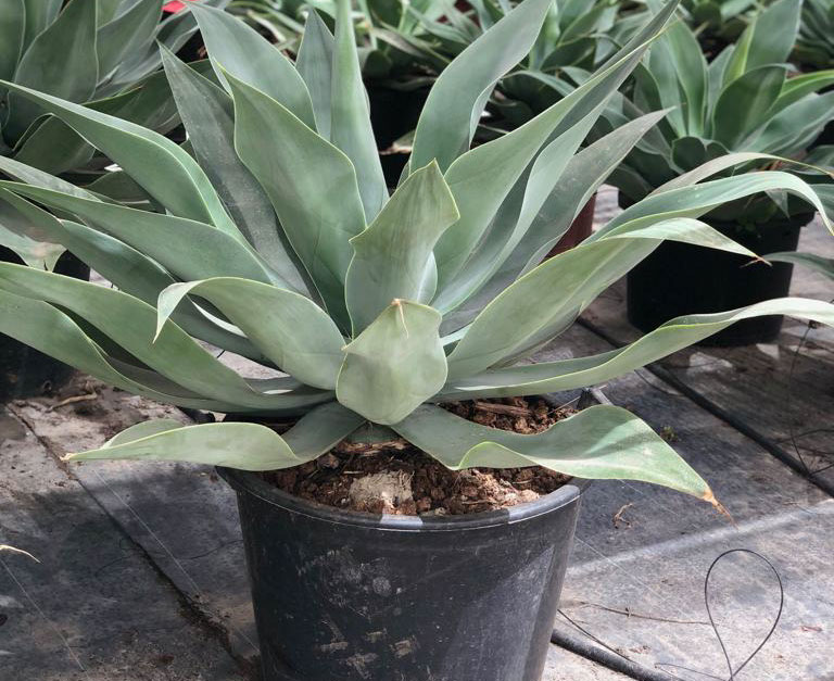 CACTUS ET AGAVES VIVEROS LUCENA SL