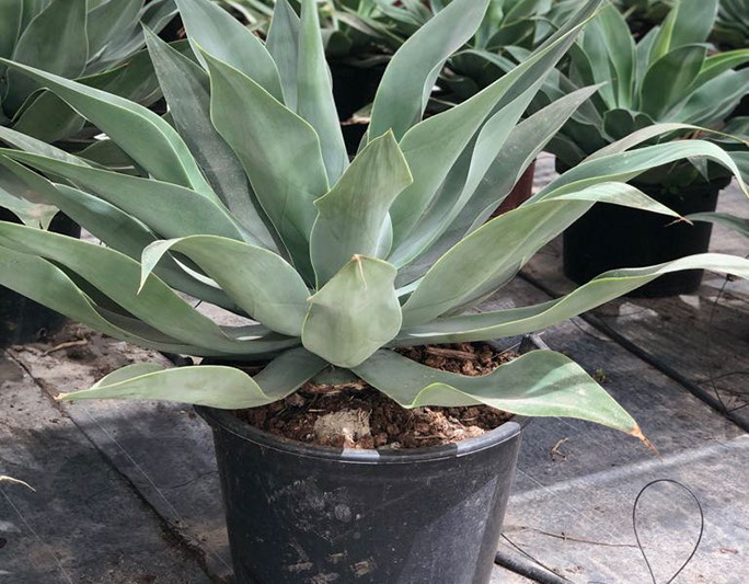 CACTUS ET AGAVES VIVEROS LUCENA SL