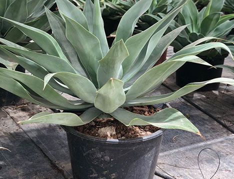 CACTUS ET AGAVES VIVEROS LUCENA SL