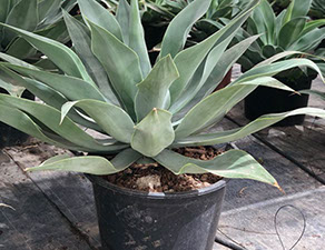 CACTUS ET AGAVES VIVEROS LUCENA SL