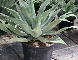 CACTUS ET AGAVES VIVEROS LUCENA SL