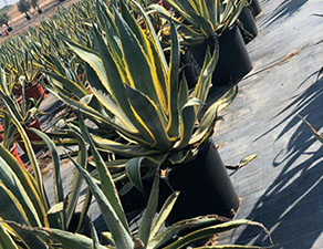 CACTUS ET AGAVES VIVEROS LUCENA SL