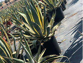 CACTUS ET AGAVES VIVEROS LUCENA SL