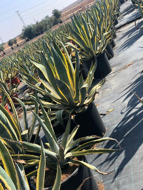 CACTUS ET AGAVES VIVEROS LUCENA SL