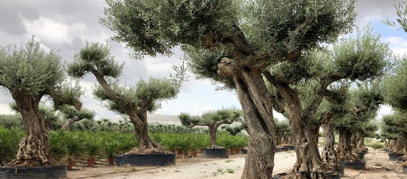 OLIVIERS VIVEROS LUCENA SL