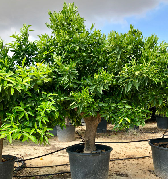 PLANTES MEDITERRANEENNES VIVEROS LUCENA SL