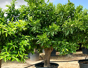 PLANTES MEDITERRANEENNES VIVEROS LUCENA SL