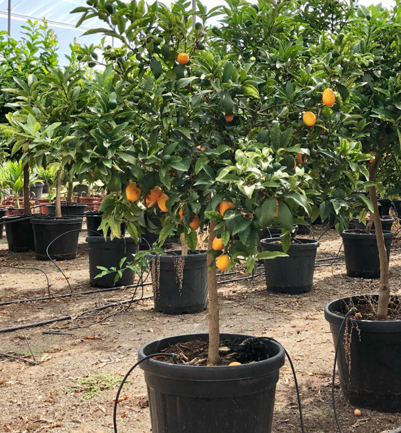 PLANTES MEDITERRANEENNES VIVEROS LUCENA SL