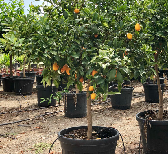 PLANTES MEDITERRANEENNES VIVEROS LUCENA SL