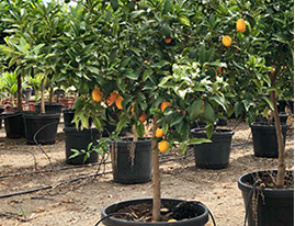 PLANTES MEDITERRANEENNES VIVEROS LUCENA SL