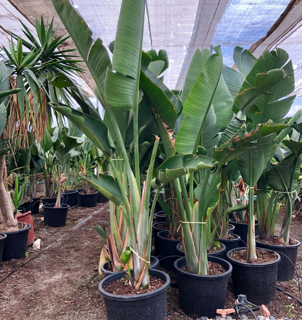 PLANTES MEDITERRANEENNES VIVEROS LUCENA SL