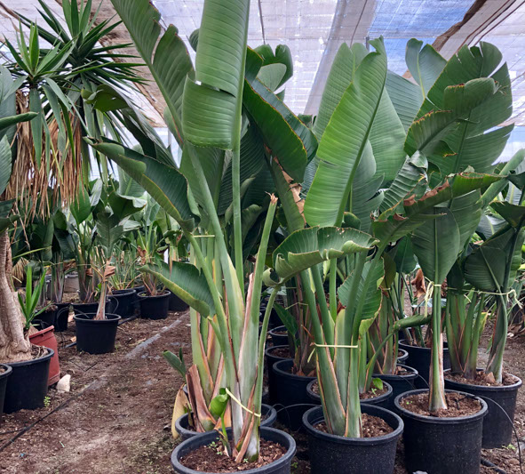 PLANTES MEDITERRANEENNES VIVEROS LUCENA SL