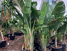 PLANTES MEDITERRANEENNES VIVEROS LUCENA SL