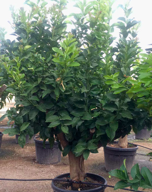 PLANTES MEDITERRANEENNES VIVEROS LUCENA SL