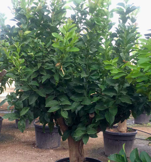 PLANTES MEDITERRANEENNES VIVEROS LUCENA SL