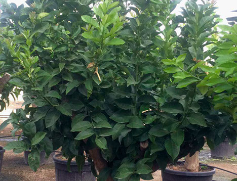 PLANTES MEDITERRANEENNES VIVEROS LUCENA SL