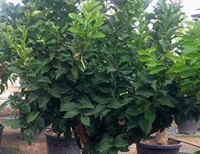 PLANTES MEDITERRANEENNES VIVEROS LUCENA SL