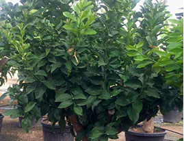 PLANTES MEDITERRANEENNES VIVEROS LUCENA SL