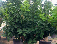 PLANTES MEDITERRANEENNES VIVEROS LUCENA SL