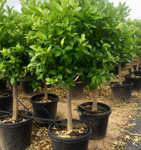 PLANTES MEDITERRANEENNES VIVEROS LUCENA SL