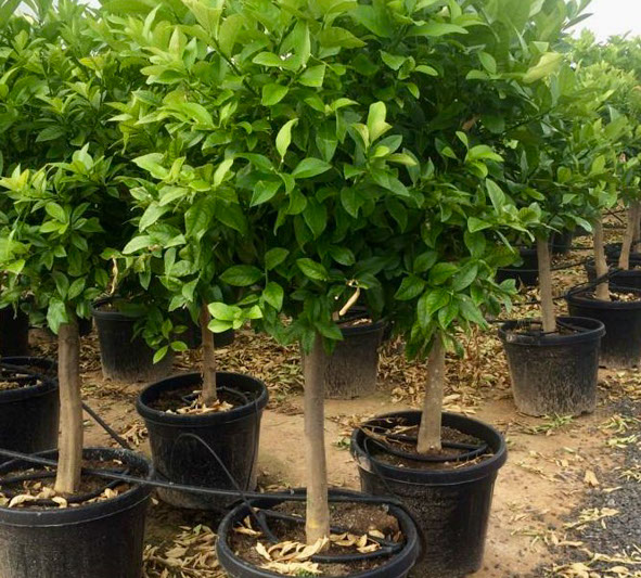 PLANTES MEDITERRANEENNES VIVEROS LUCENA SL