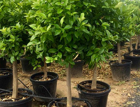 PLANTES MEDITERRANEENNES VIVEROS LUCENA SL